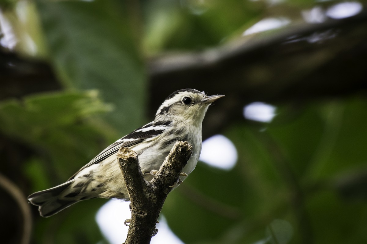 Black-and-white Warbler - Moises Rodriguez