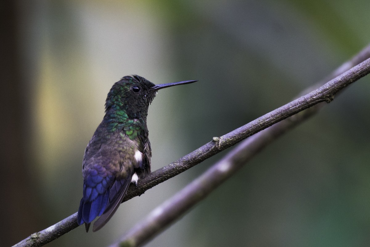 Blue-tailed Hummingbird - ML356614001