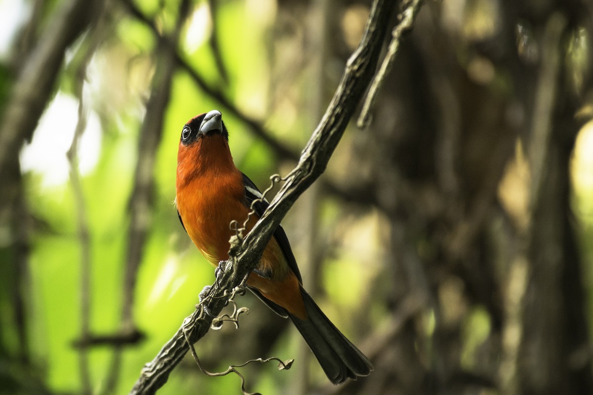 White-winged Tanager - ML356615451