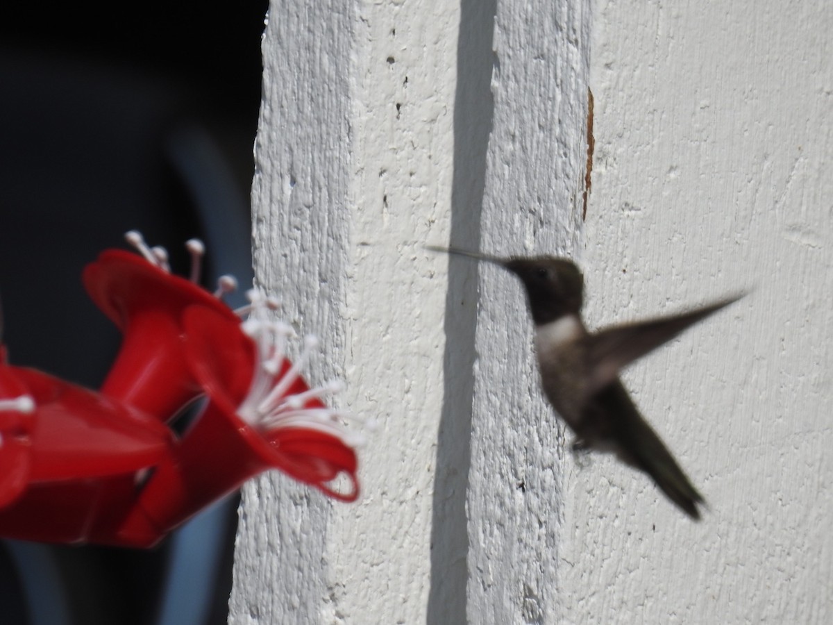 Black-chinned Hummingbird - Linnaea Basden