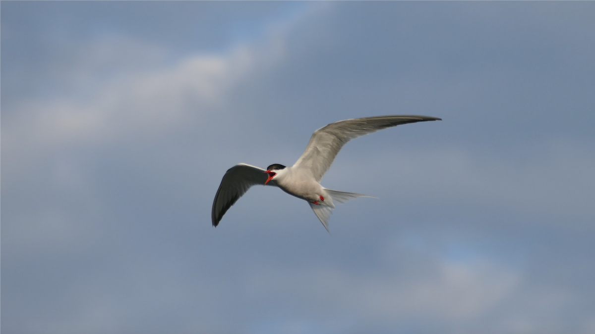 Common Tern - ML356627331