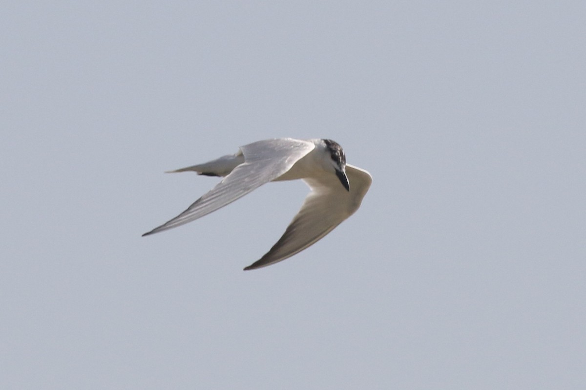 Gull-billed Tern - Dan Jones