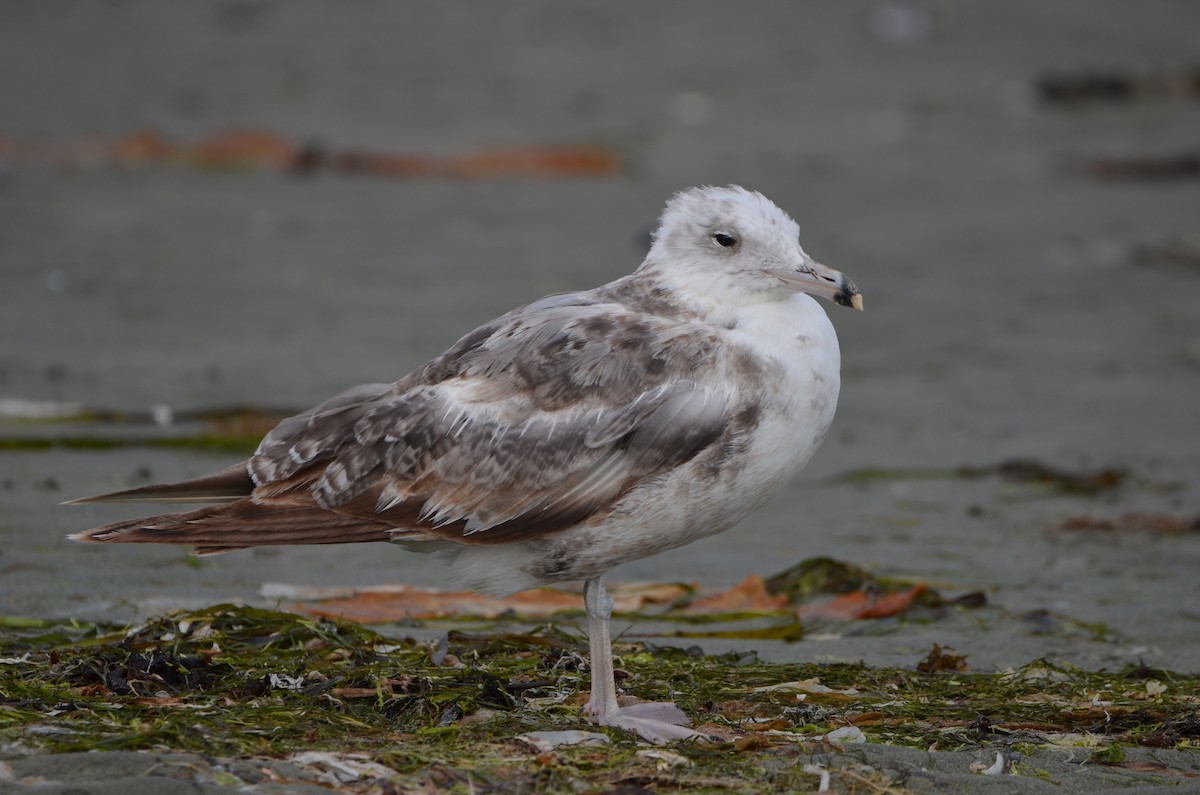 ML356637491 - California Gull - Macaulay Library