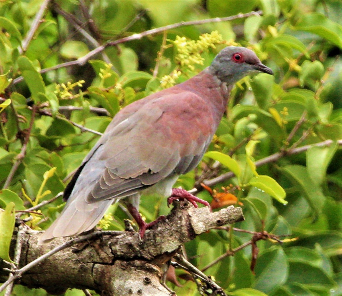 Pale-vented Pigeon - Jeffrey McCrary