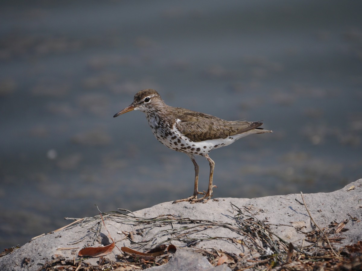Spotted Sandpiper - Mike Malmquist