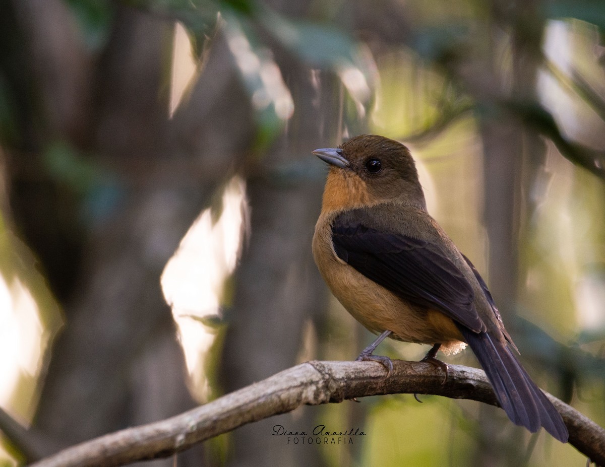 Black-goggled Tanager - ML356640921