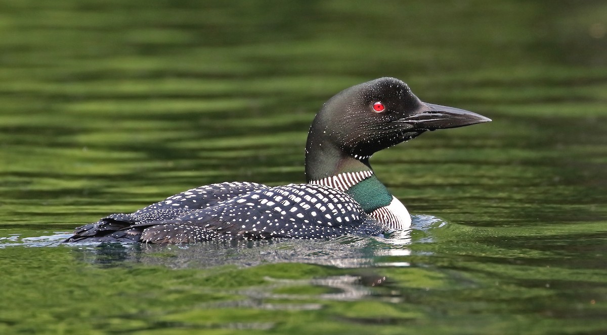 Common Loon - Bill Brown