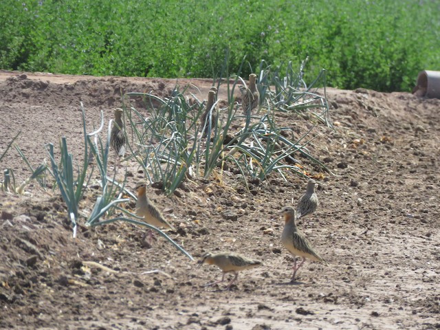 Birds foraging on cultivated field; Tarapacá, Chile. - Tawny-throated Dotterel - 