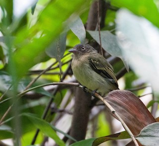  - Orange-eyed Flatbill