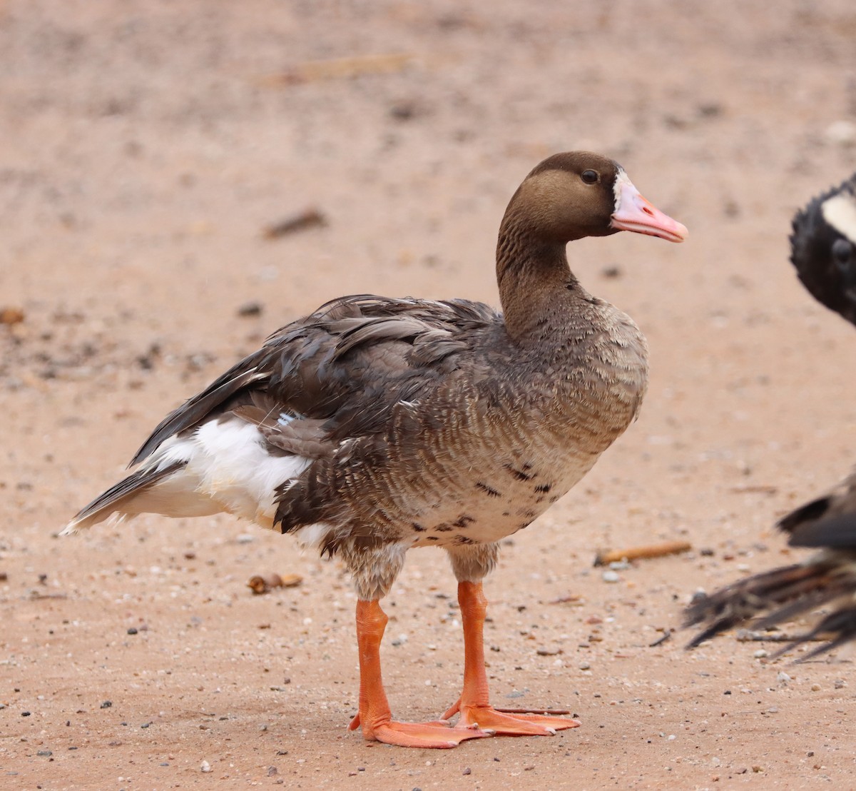 Greater White-fronted Goose - Dale Clark