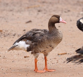 Greater White-fronted Goose, ML356661351