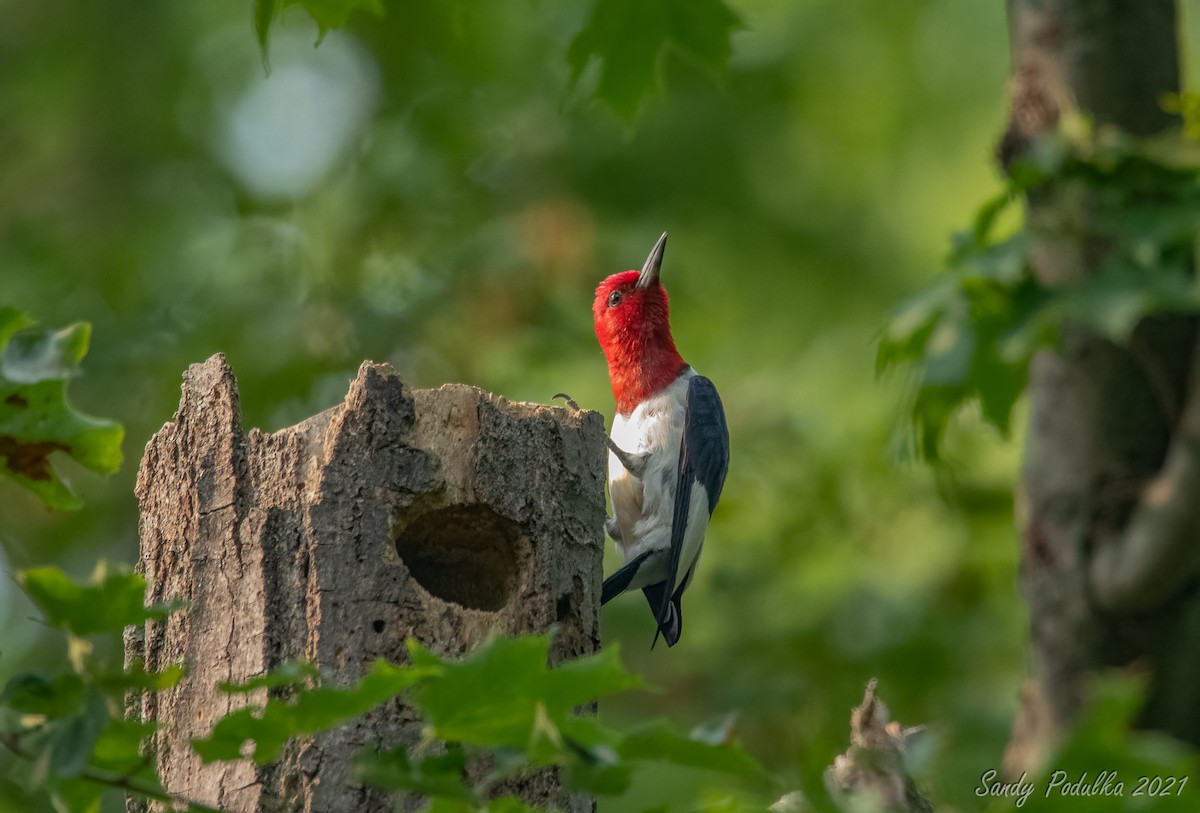 Red-headed Woodpecker - Sandy Podulka