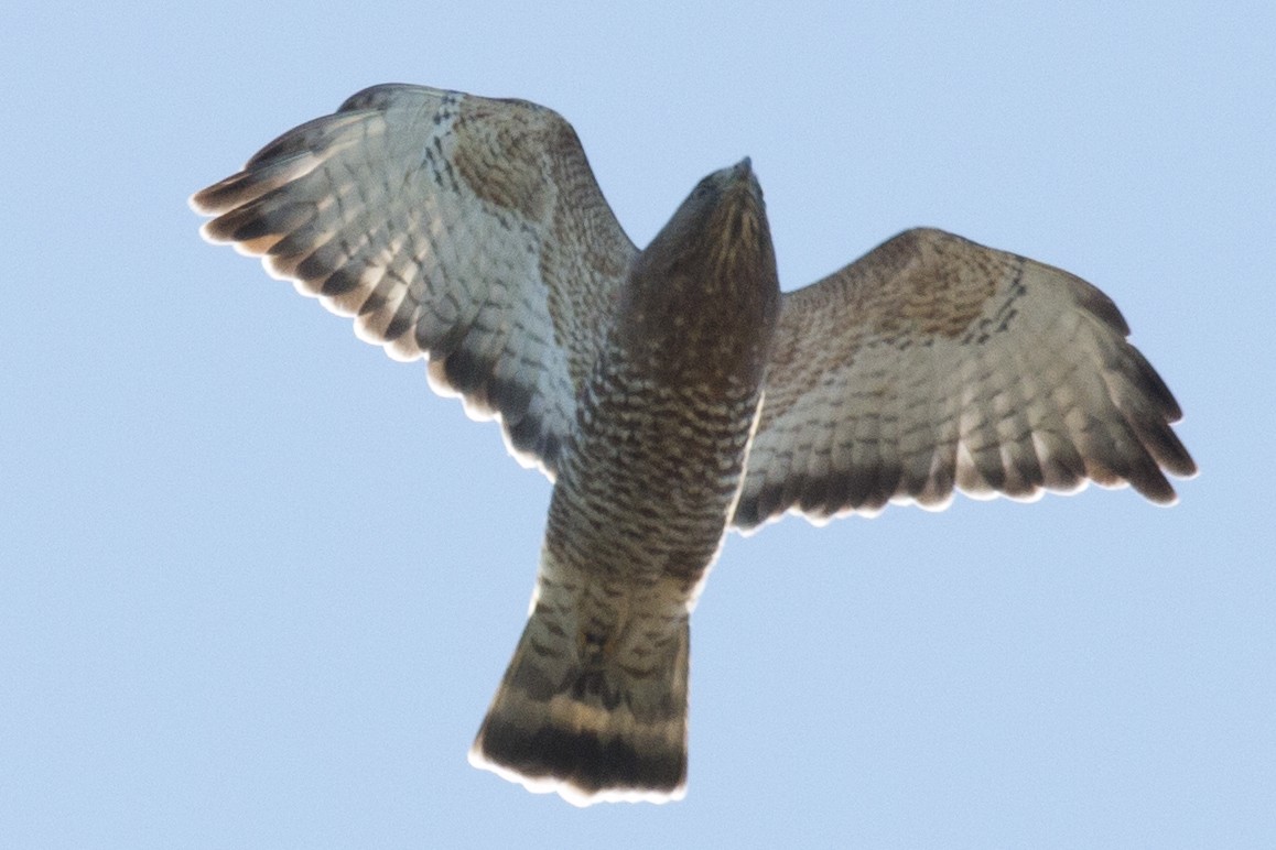 Broad-winged Hawk - ML35667751