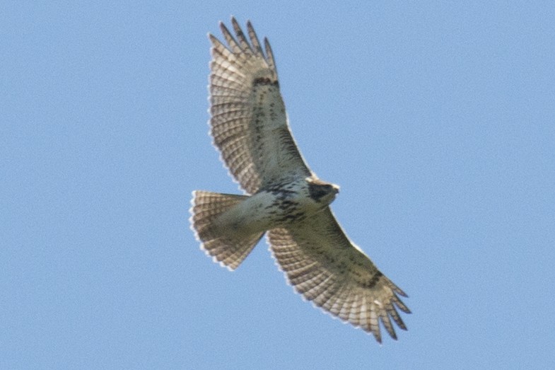 Red-tailed Hawk - ML35667991
