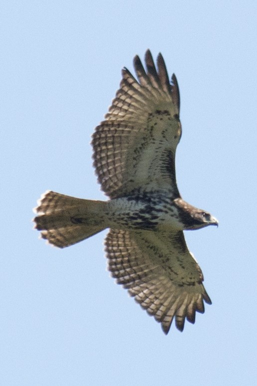 Red-tailed Hawk - ML35668011