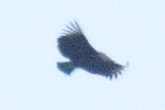 Black Vulture - ML35668051