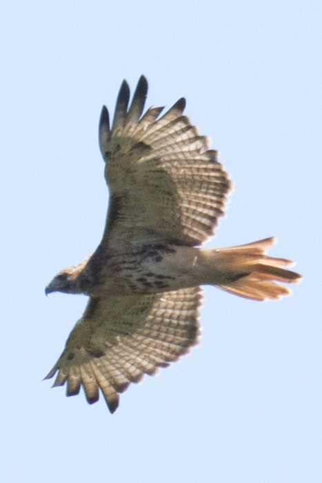 Red-tailed Hawk - ML35668081