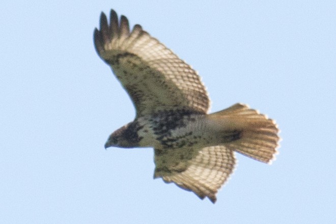 Red-tailed Hawk - ML35668141