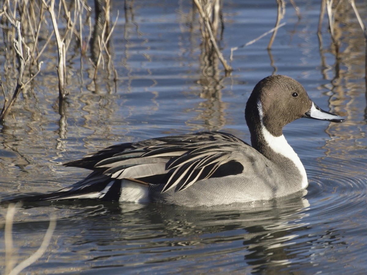 Northern Pintail - Trina Anderson