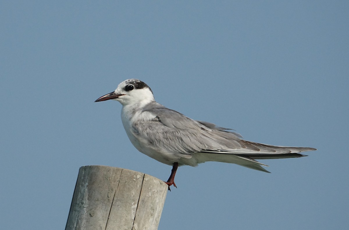 Common Tern - David Diller