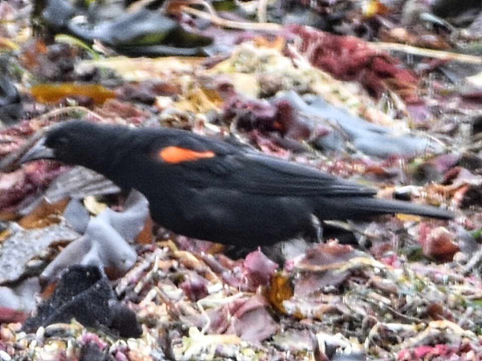 Red-winged Blackbird - Tom Duncan