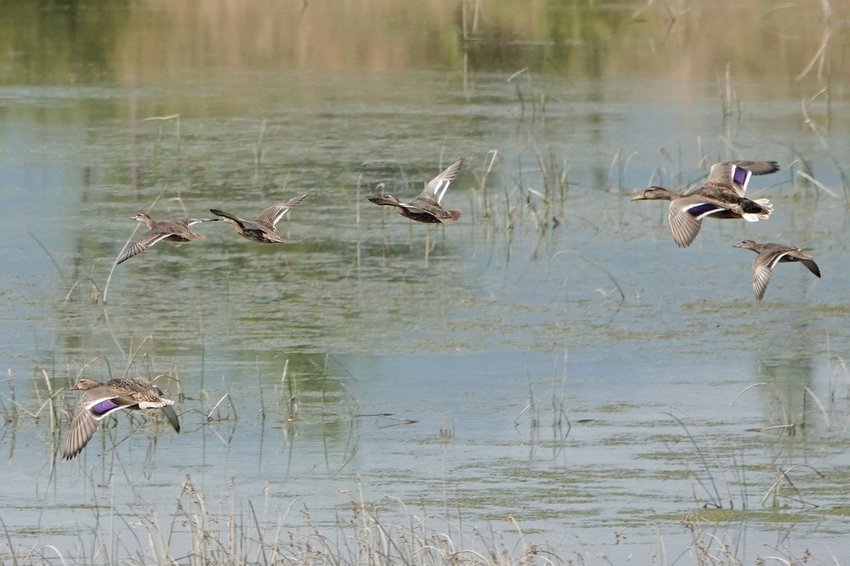 Green-winged Teal - ML356686561