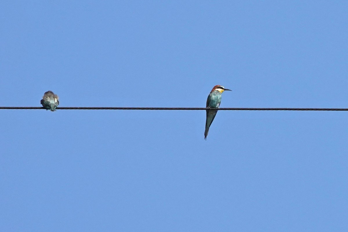 European Bee-eater - ML356686911
