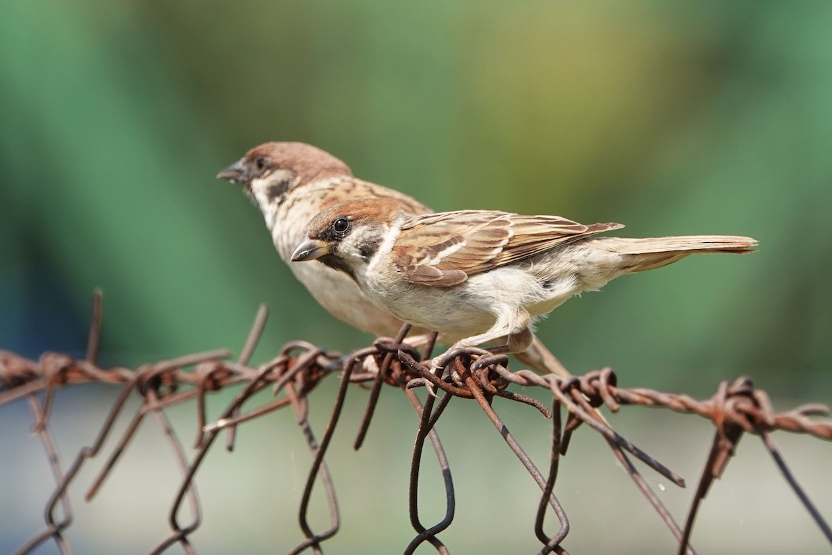 Eurasian Tree Sparrow - ML356687101