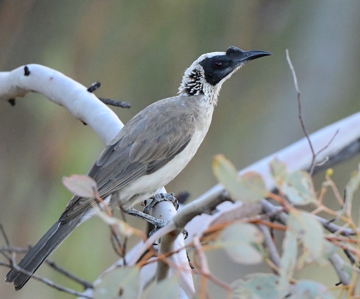 Silver-crowned Friarbird - ML356690311