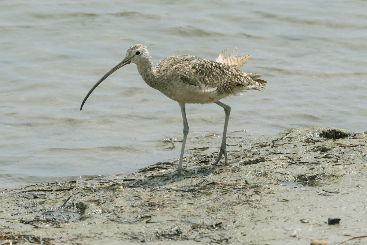 Long-billed Curlew - ML356693941