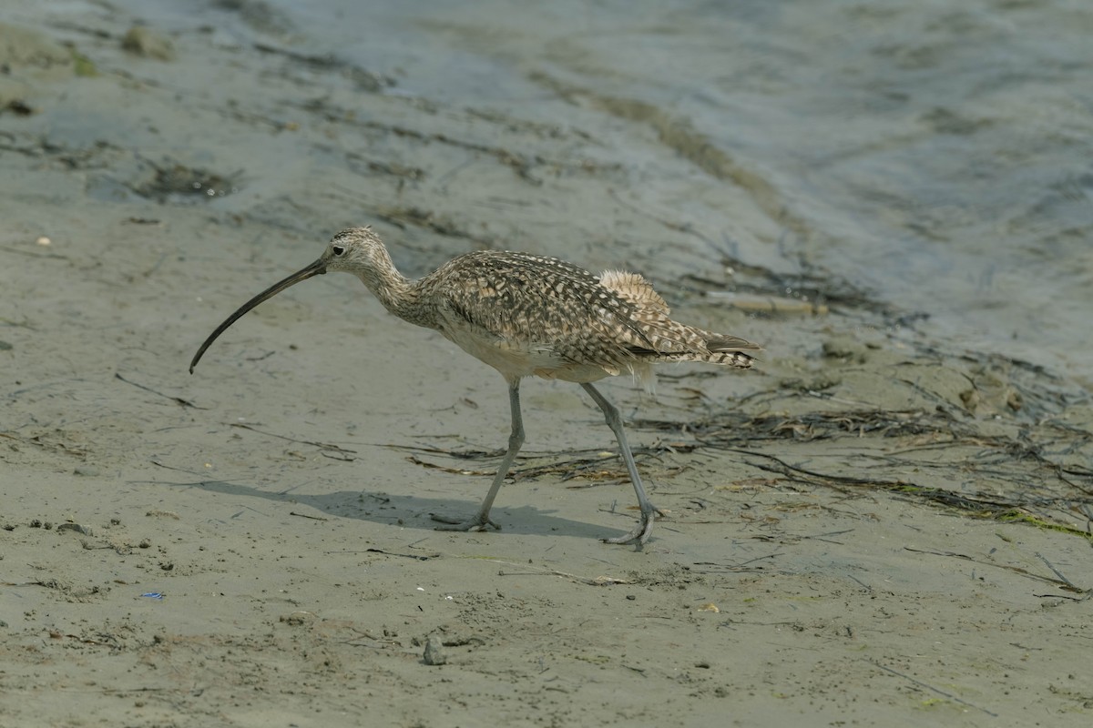 Long-billed Curlew - ML356693951
