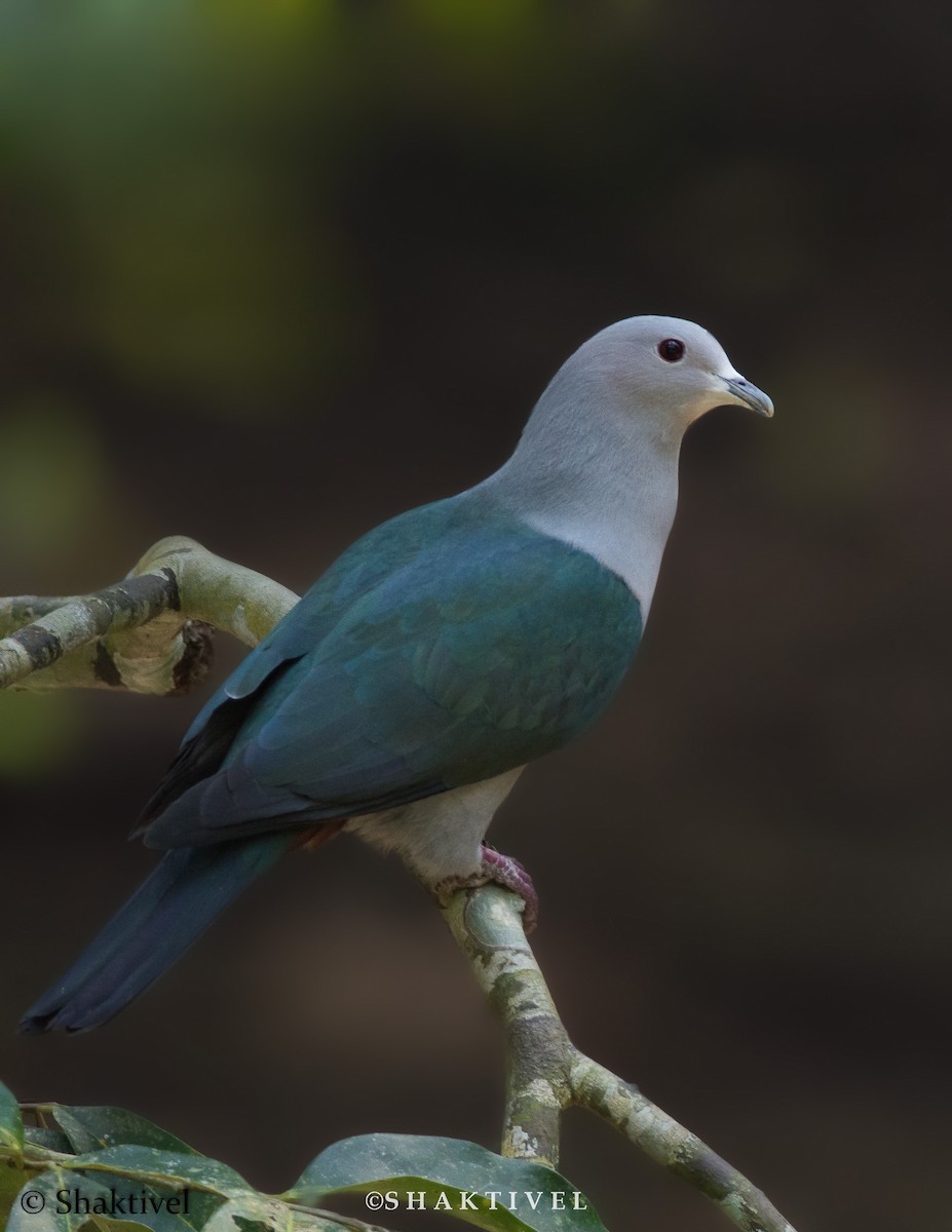 Green Imperial-Pigeon - Shakti vel