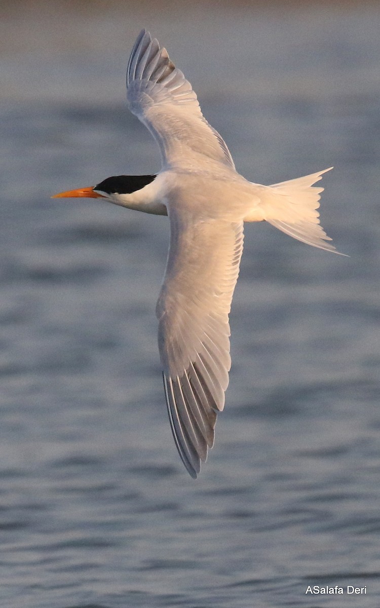 Lesser Crested Tern - ML356698861