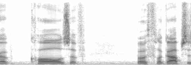 Weißstirn-Ameisenvogel - ML35670