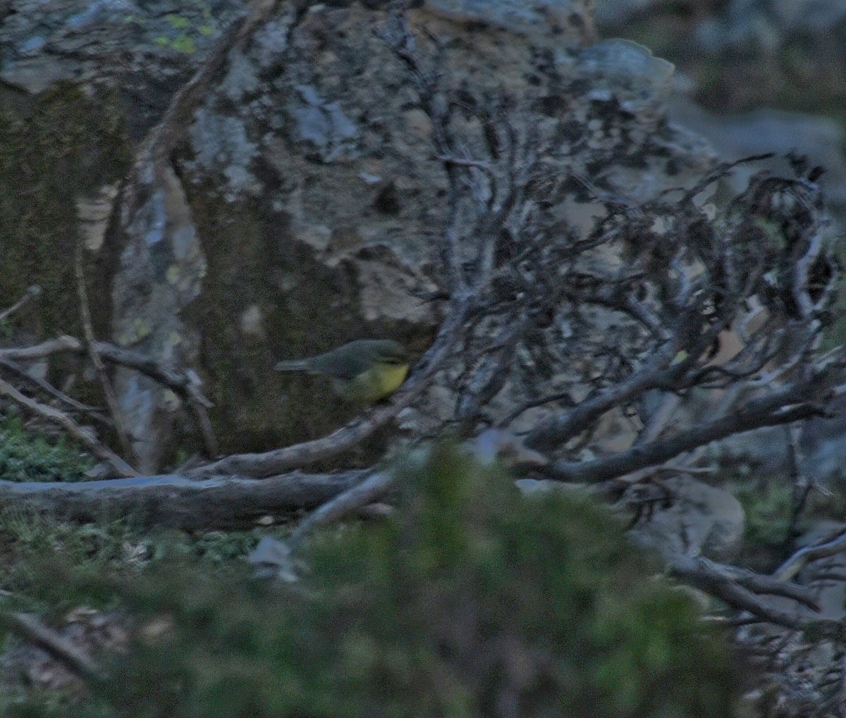 Вівчарик гімалайський (підвид affinis/perflavus) - ML356701561