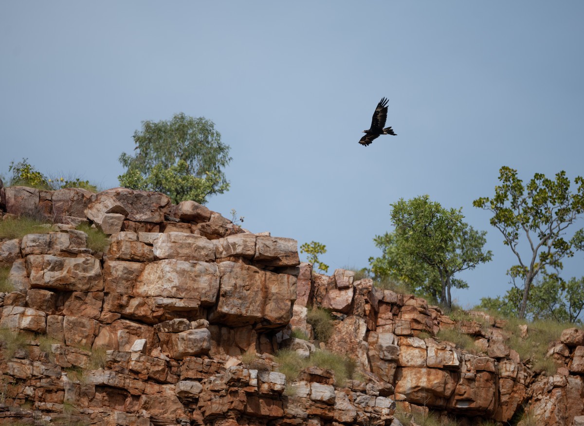 Wedge-tailed Eagle - Paul Thomsen