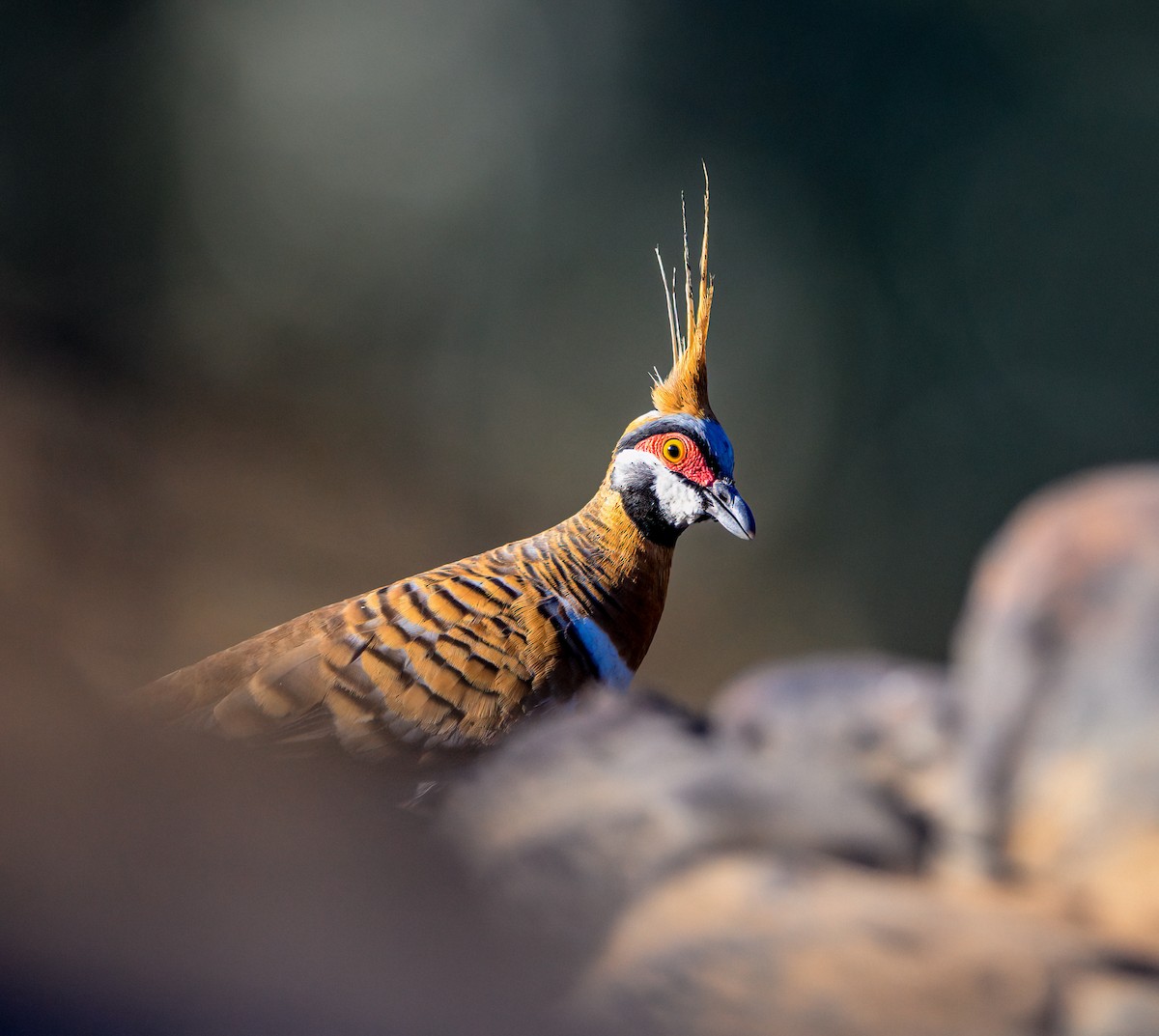 Spinifex Pigeon - Paul Thomsen