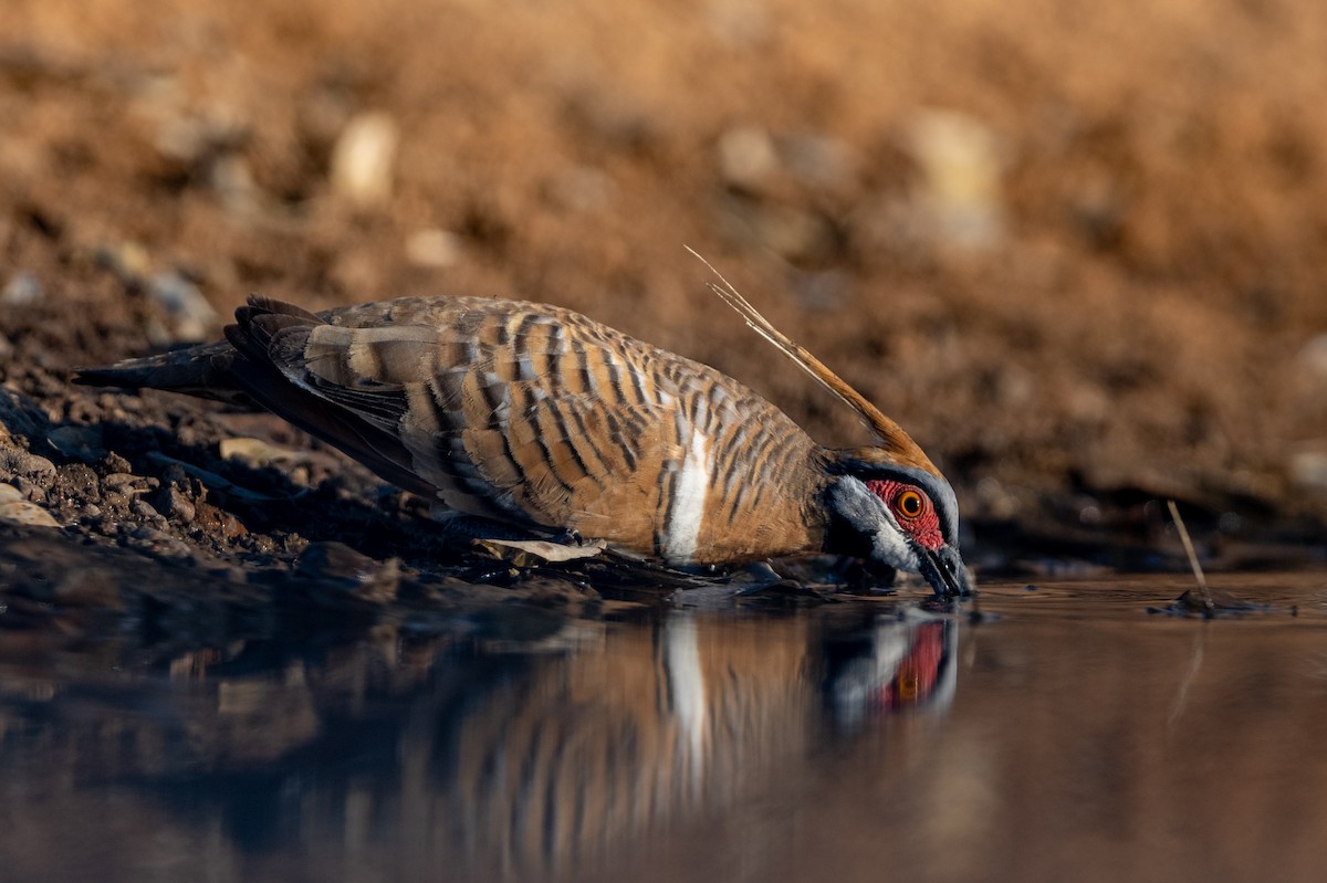 Spinifex Pigeon - ML356703991