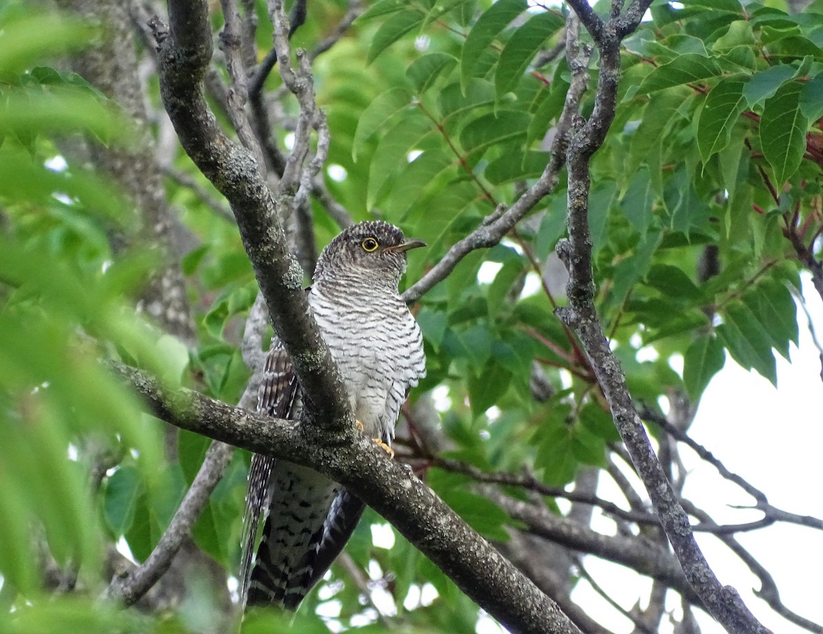 Common Cuckoo - Javier Nicolau