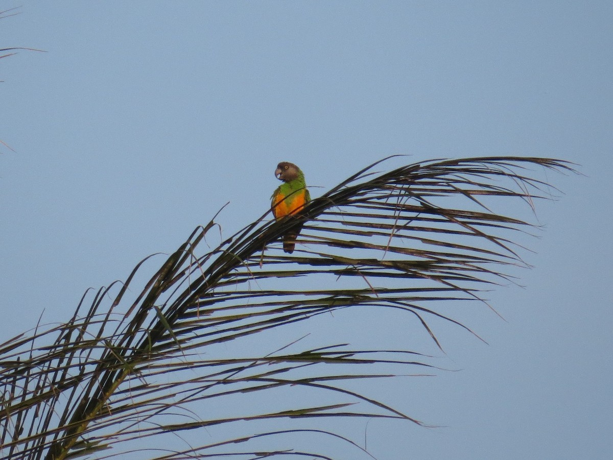 Senegal Parrot - ML356712691