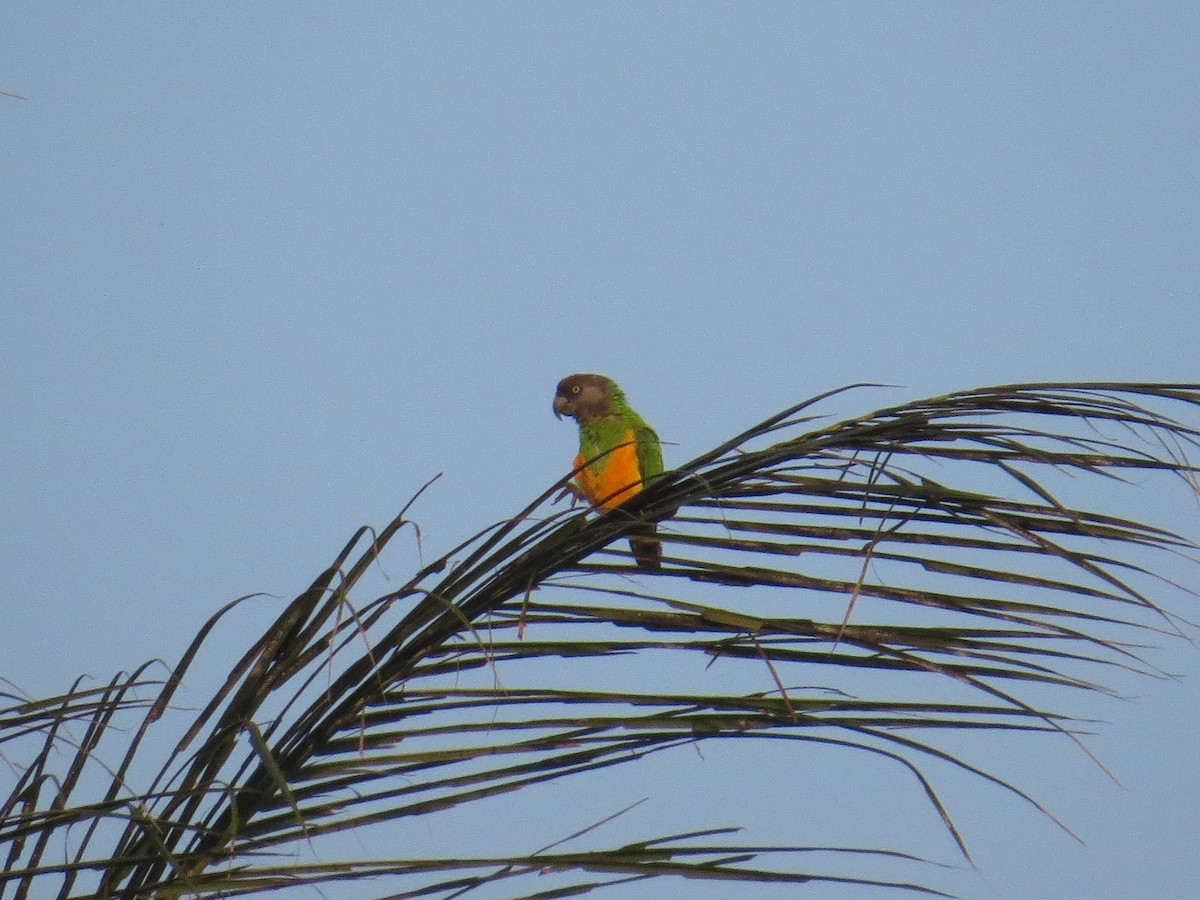 Senegal Parrot - ML356712701