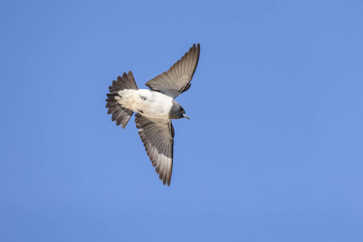 White-breasted Woodswallow - ML356714171