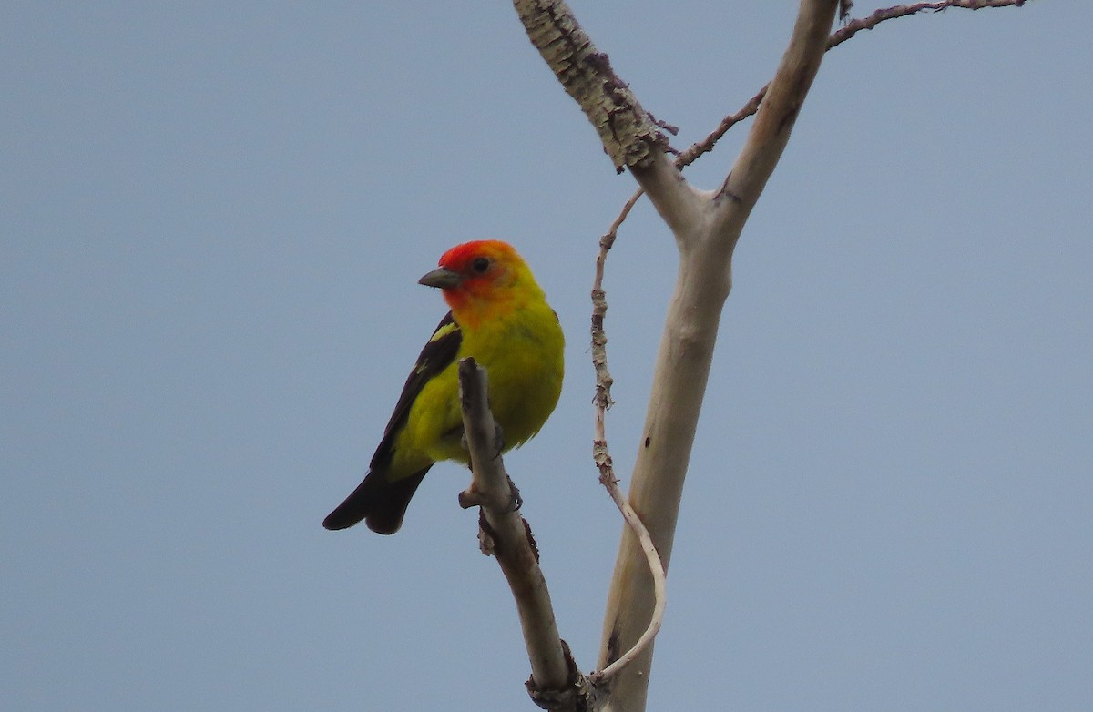 Western Tanager - ML356714541