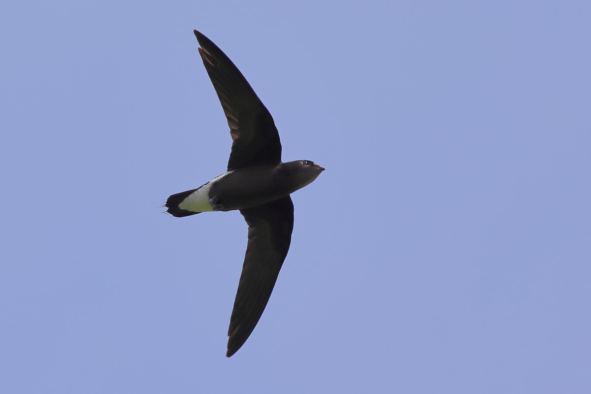 Silver-backed Needletail - ML356715211