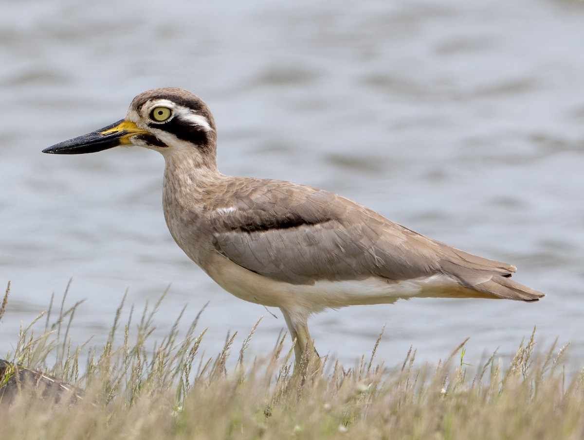 Great Thick-knee - ML356716141
