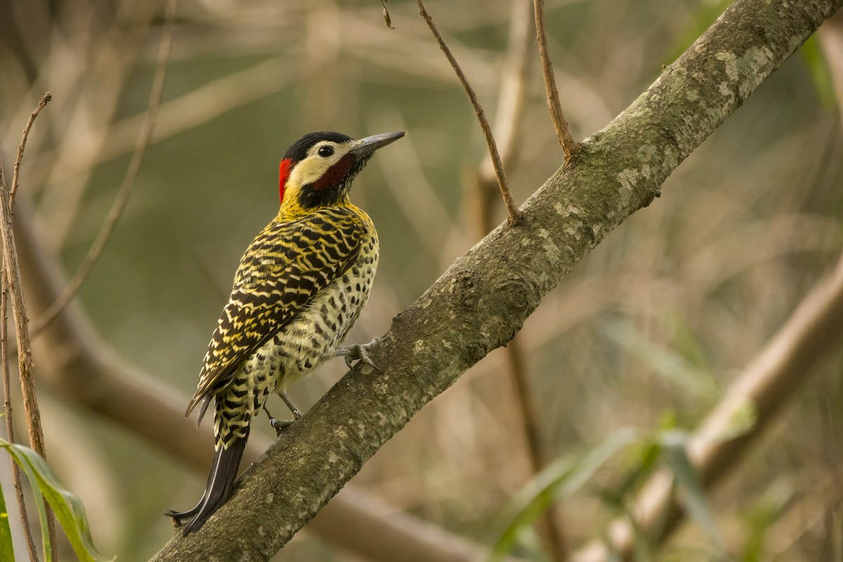 Green-barred Woodpecker - ML356721171