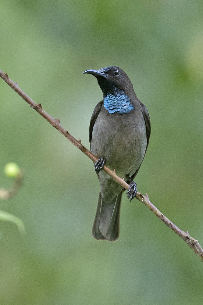 Blue-throated Brown Sunbird - ML356721231