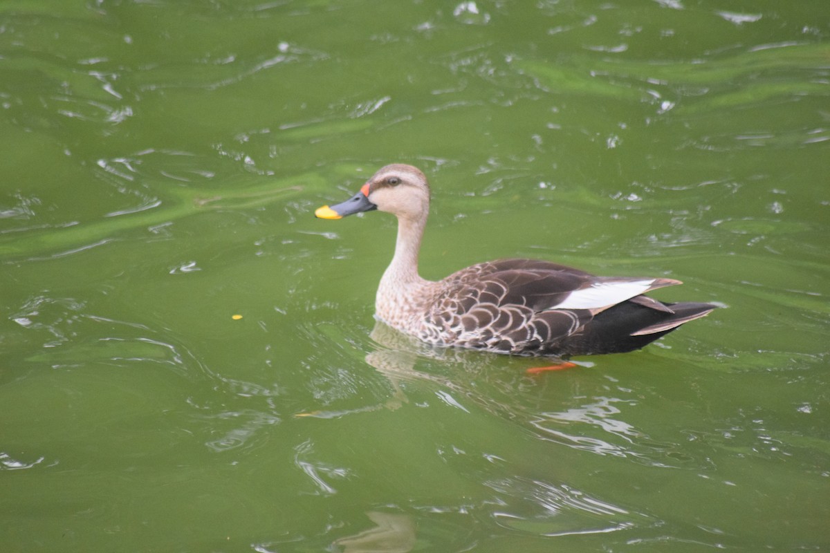 Indian Spot-billed Duck - Samarth Shadakshari