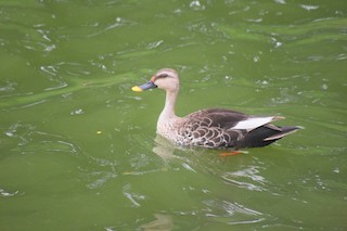 Indian Spot-billed Duck, ML356722331