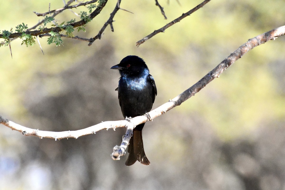 Fork-tailed Drongo - ML356725351